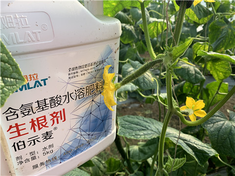 水溶肥，拉姆拉，伯示麥