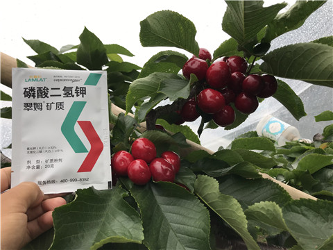 水溶肥，拉姆拉，翠姆