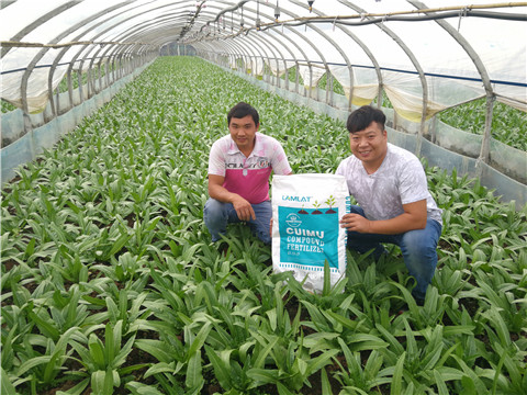 水溶肥，拉姆拉，翠姆