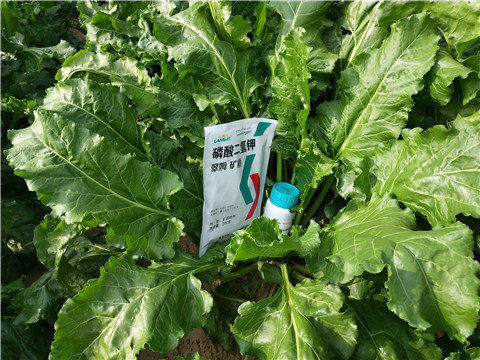 水溶肥，拉姆拉，翠姆