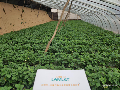 水溶肥，拉姆拉，翠姆