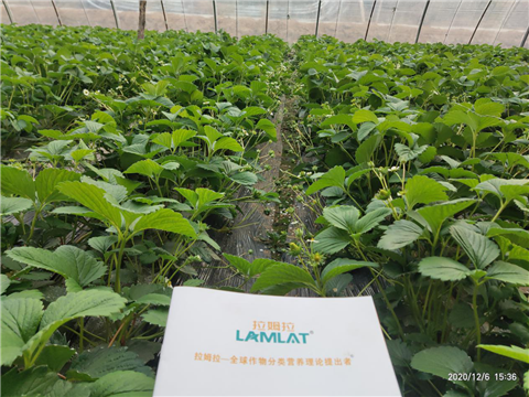 水溶肥，拉姆拉，翠姆