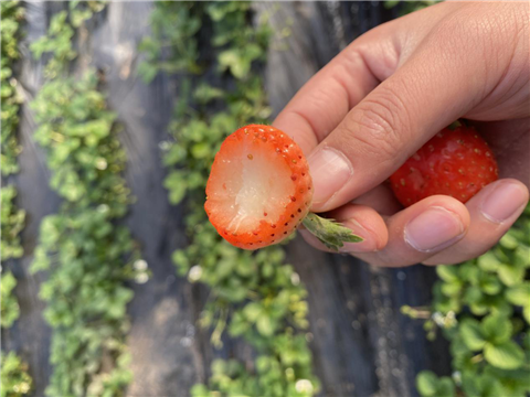 水溶肥，拉姆拉，翠姆