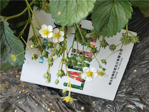 水溶肥，拉姆拉，翠姆