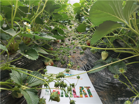 水溶肥，拉姆拉，翠姆