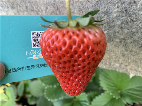 水溶肥，拉姆拉，翠姆