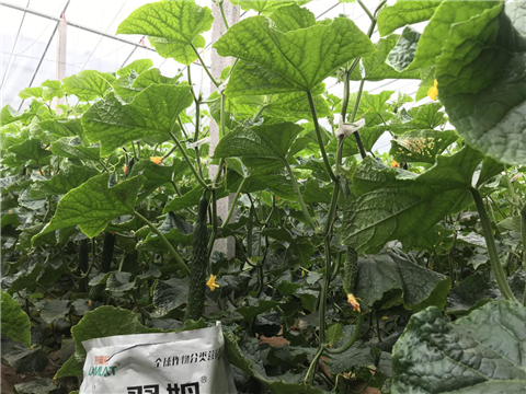 微生物菌劑，拉姆拉，翠姆