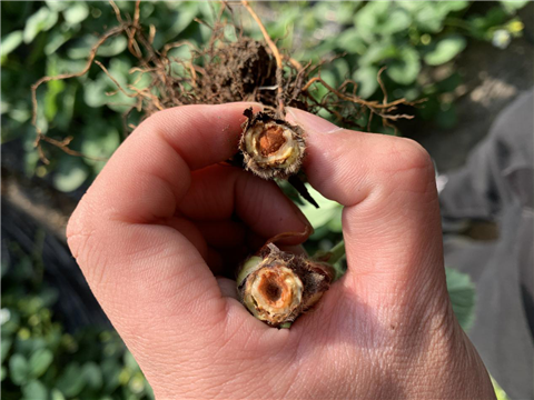 水溶肥，拉姆拉，翠姆