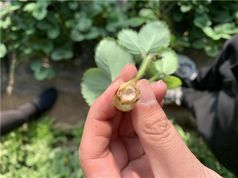 水溶肥，拉姆拉，翠姆