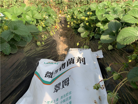 水溶肥，拉姆拉，翠姆