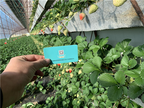 水溶肥，拉姆拉，翠姆