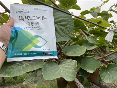 磷酸二氫鉀，拉姆拉，伯示麥