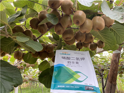 磷酸二氫鉀，拉姆拉，伯示麥