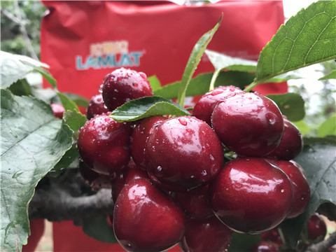 大量元素水溶肥，拉姆拉，翠姆