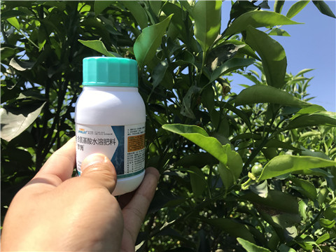 葉面肥，拉姆拉，翠姆