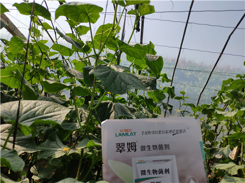 水溶肥，拉姆拉，翠姆