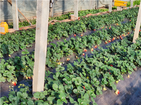 水溶肥，拉姆拉，翠姆