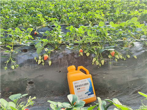 水溶肥，拉姆拉，翠姆