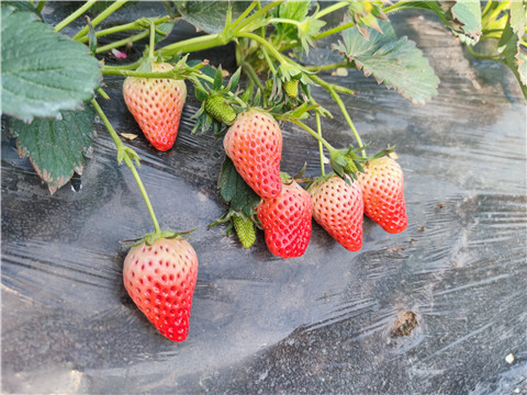 水溶肥，拉姆拉，翠姆