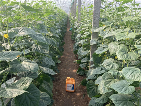 作物施肥管理，拉姆拉，翠姆