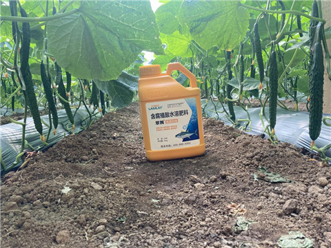 作物施肥管理，拉姆拉，翠姆