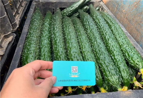 作物施肥管理，拉姆拉，翠姆