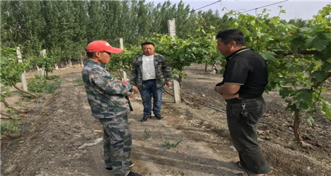 葉面肥，拉姆拉，翠姆