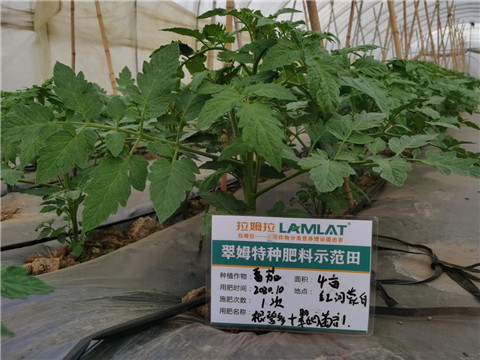 水溶肥，拉姆拉，翠姆