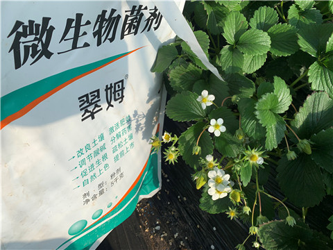 微生物菌劑，拉姆拉，翠姆