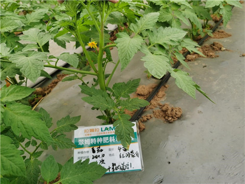 水溶肥，拉姆拉，翠姆