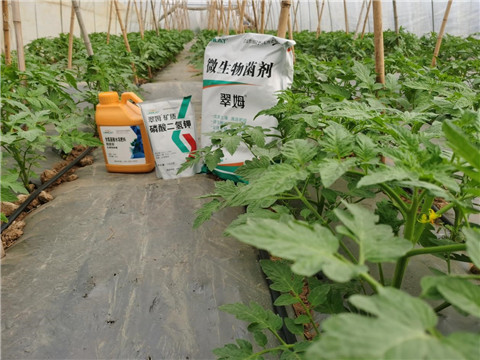 水溶肥，拉姆拉，翠姆