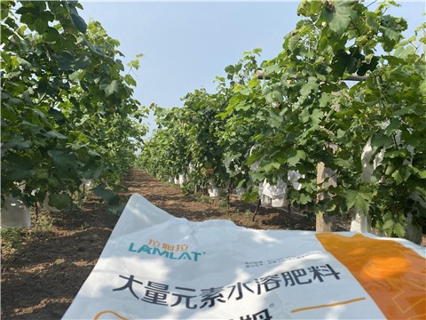 大量元素水溶肥，拉姆拉，翠姆