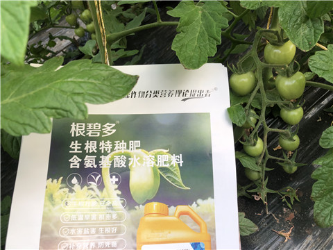 水溶肥，拉姆拉，翠姆