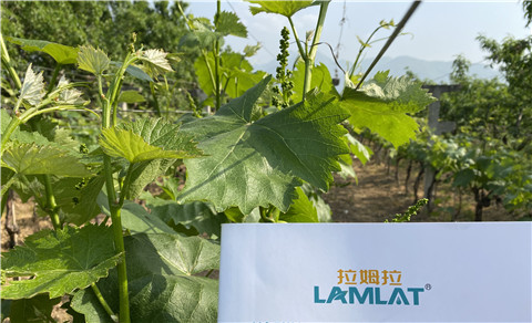 進(jìn)口水溶肥，拉姆拉，翠姆