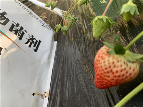 微生物菌劑，拉姆拉，翠姆