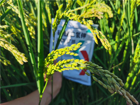 磷酸二氫鉀，拉姆拉，翠姆