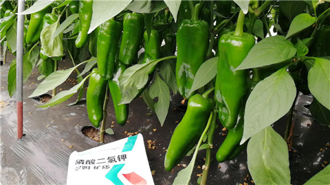 磷酸二氫鉀，拉姆拉，翠姆