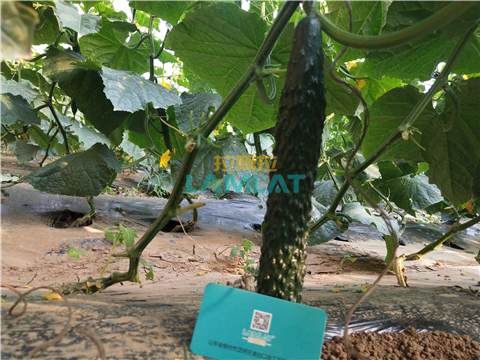 水溶肥，拉姆拉，翠姆