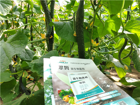 水溶肥，拉姆拉，翠姆