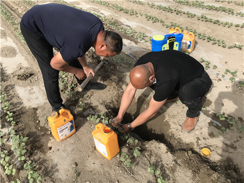 葉面肥，拉姆拉，翠姆