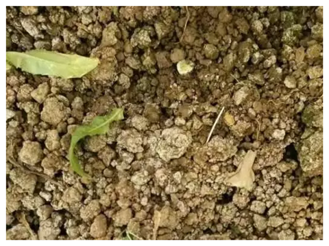 水溶肥，拉姆拉，翠姆