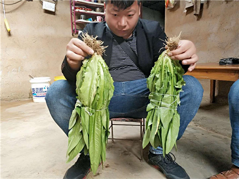 水溶肥，拉姆拉，翠姆