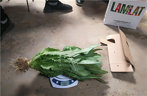 水溶肥，拉姆拉，翠姆