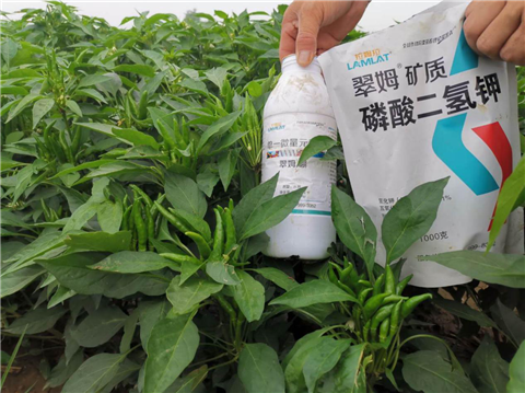 水溶肥，拉姆拉，翠姆