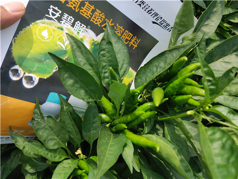 水溶肥，拉姆拉，翠姆