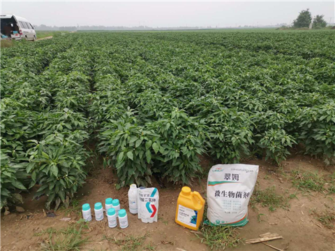 水溶肥，拉姆拉，翠姆