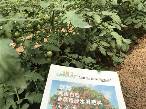 水溶肥，拉姆拉，翠姆