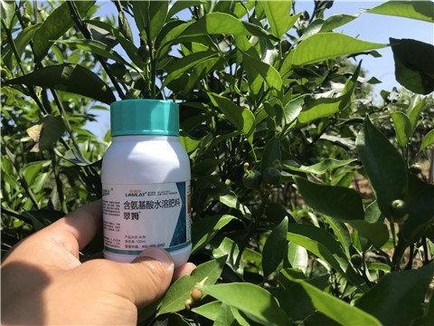 葉面肥，拉姆拉，翠姆