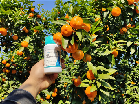 葉面肥，拉姆拉，翠姆