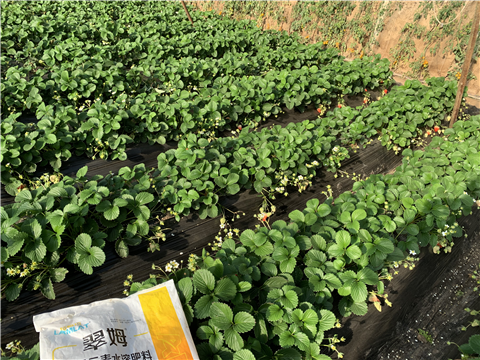 水溶肥，拉姆拉，翠姆